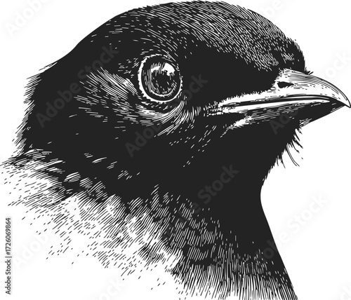 Bird head sketch hand drawn detailed black and white portrait — stock vector