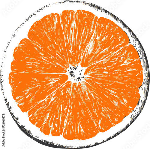 Orange slice sketch, hand drawn citrus fruit cross section, detailed juicy texture — stock vector