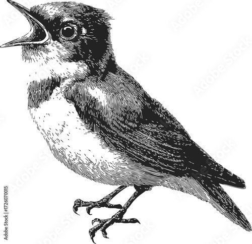 Bird sketch hand drawn songbird detailed black and white illustration — stock vector