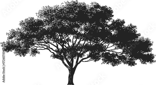 Tree silhouette sketch, hand drawn spreading branches and dense foliage — stock vector
