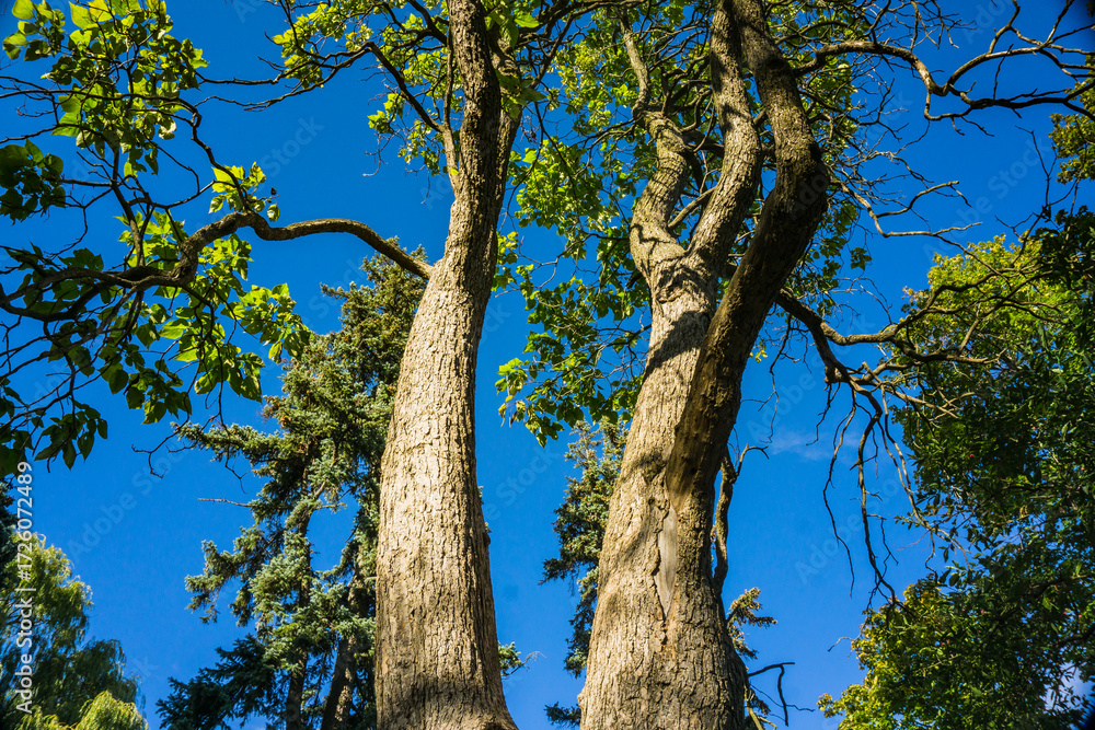 Fototapeta premium tree in the forest