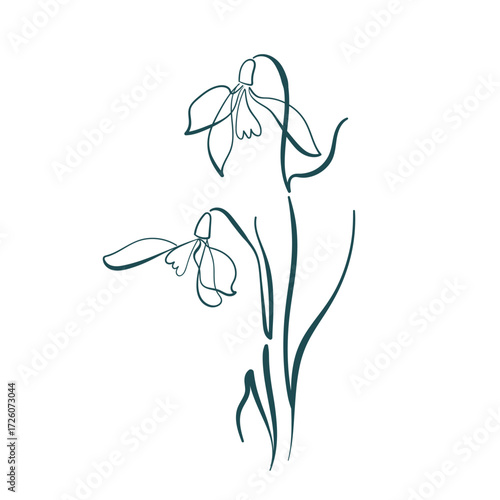 snowdrop flower line art isolated vector illustration