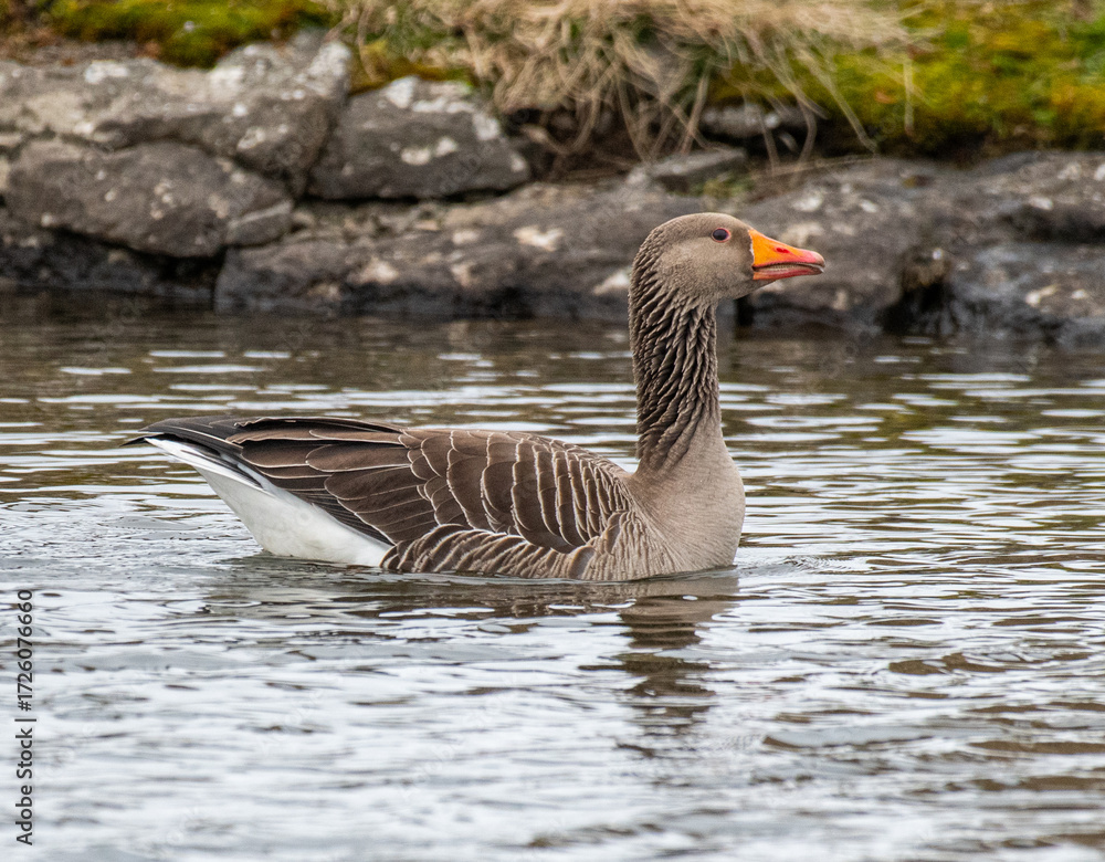 Fototapeta premium Greylag goose in the beautiful spring nature in Iceland