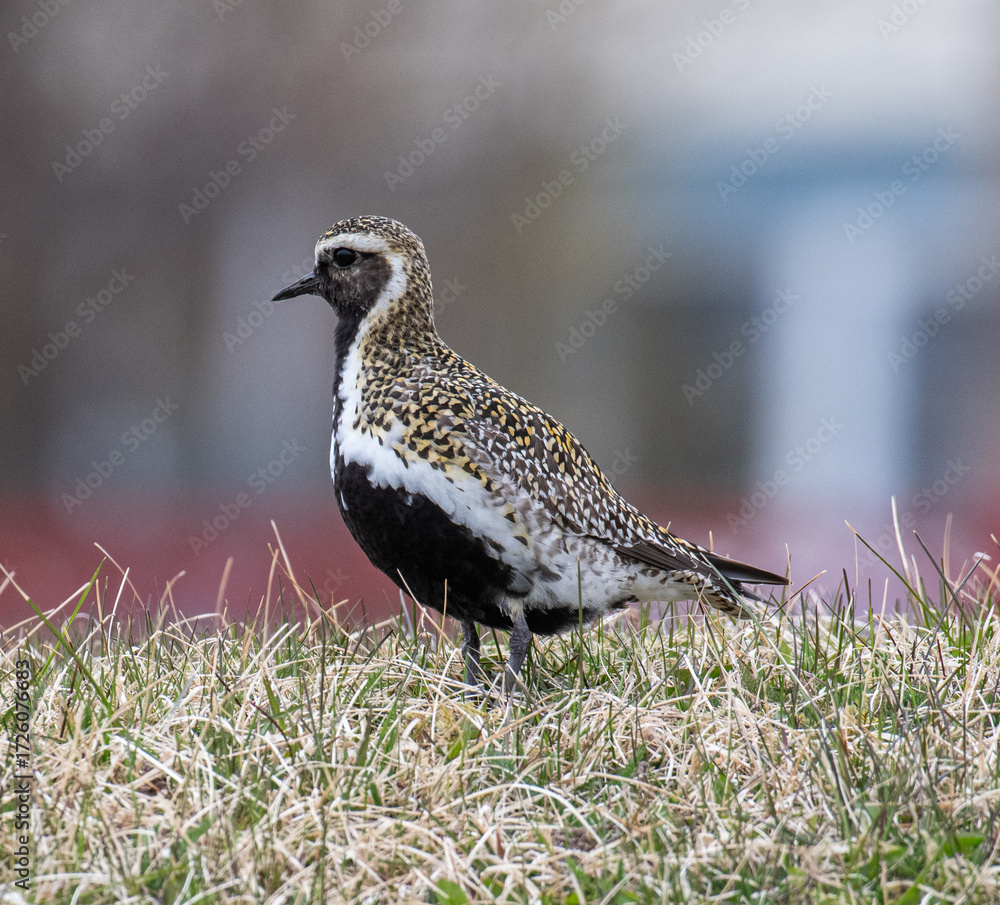 Fototapeta premium European golden plover in the nature of Iceland