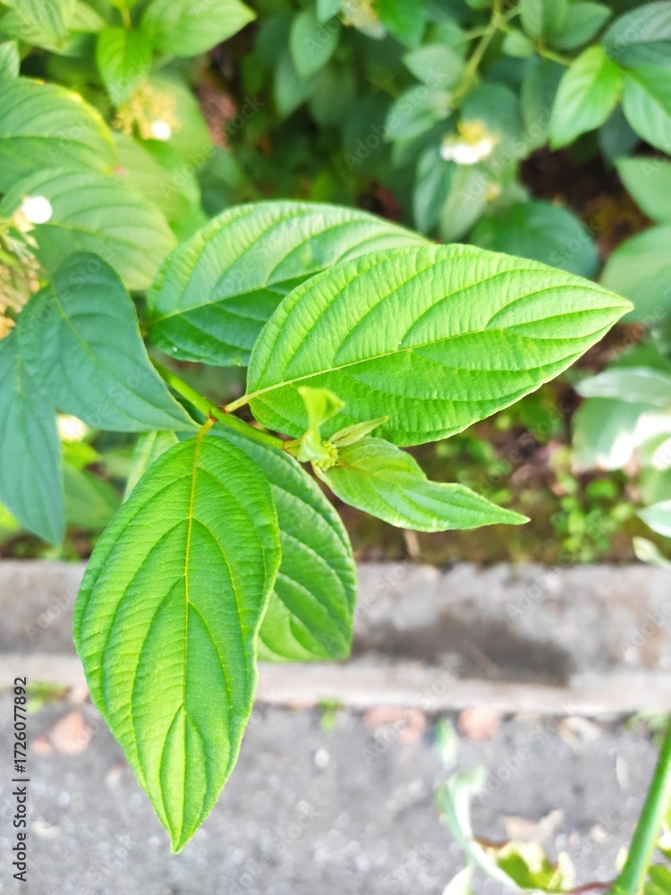 Obraz premium Green leaves