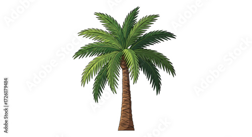 A realistic illustration of a mature palm tree with a textured brown trunk and a crown of vibrant green fronds against a white background.