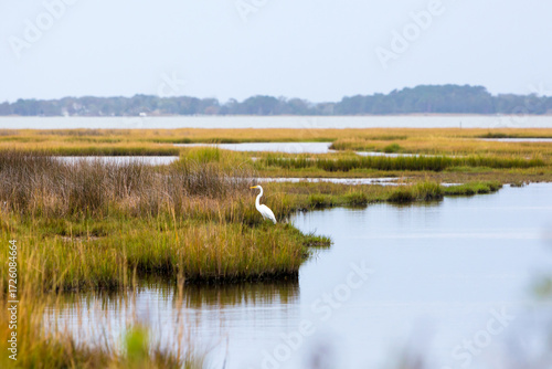 A Great Egret in salt marsh wetlands at Assateague Island National Seashore, Maryland