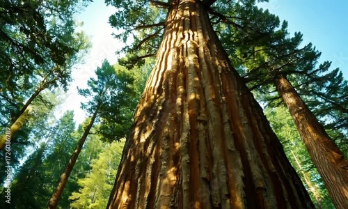 Cinematic Wide Shot of Giant Sequoia