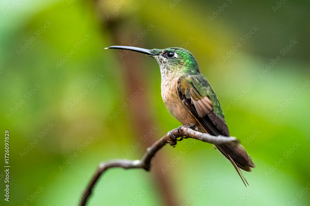 Fototapeta premium Fawn-breasted Brilliant Hummingbird Perched on Branch in Tropical Forest