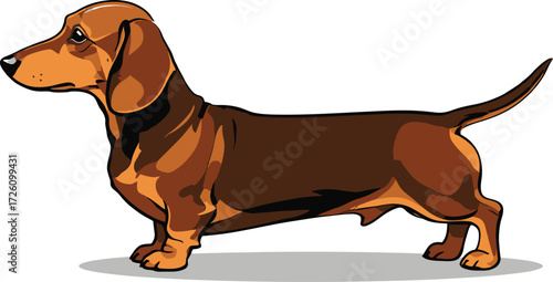 Cute cartoon a illustrator vector Dachshund