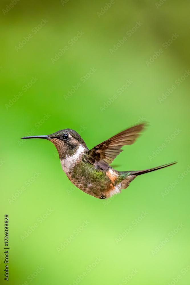Obraz premium A Purple-throated Woodstar hummingbird (Calliphlox mitchellii) in mid-air
