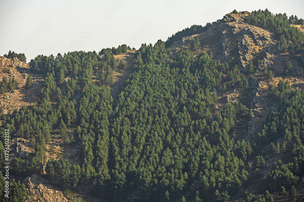 Obraz premium Optical compression that artificially brings the mountains closer to the foreground forest, eliminating the sense of distance between planes.