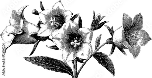Vintage etched depiction of alpine bellflowers for botanical design