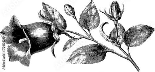 Vintage alpine bellflower illustration for botanical art and design