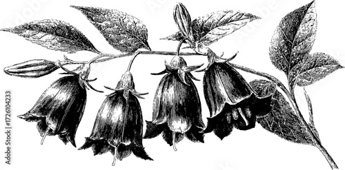 Vintage botanical illustration of alpine bellflowers for decor and design