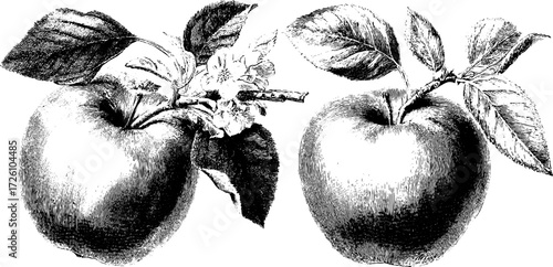 Vintage hand drawn engraving of apple varieties: cox's orange and pippin – perfect for retro design projects