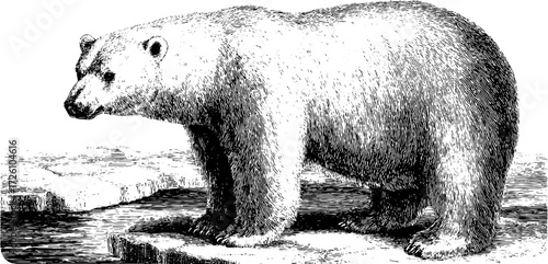 Engraved polar bear illustration in arctic setting for nature and wildlife designs