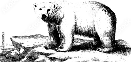 Arctic wildlife art: engraving style polar bear on iceberg for retro design