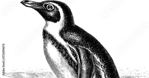 Vintage etching of penguin in upright pose – arctic wildlife illustration for retro design