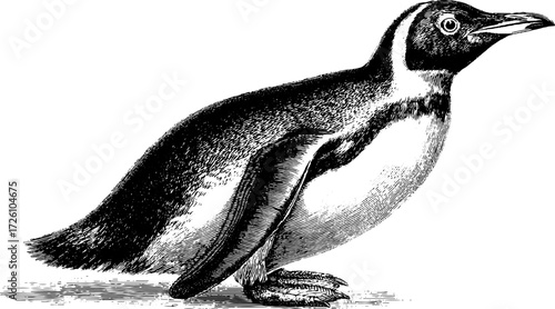 Vintage arctic penguin engraving in upright pose - hand drawn wildlife illustration for retro design