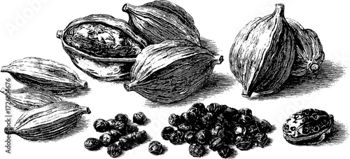 Aromatic spices collection: vintage engraving of cardamom pods and seeds