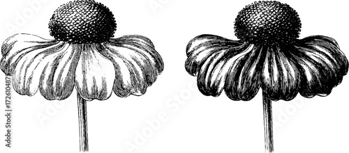 Autumn helenium flowers vintage etching for seasonal design and decor