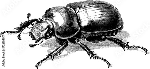 Vintage beetle collection silhouette with etched depiction of scarab for retro design and decor