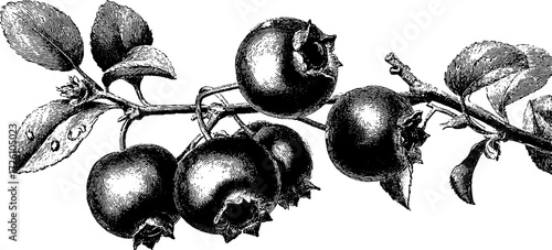 Vintage engraved blueberry collection - hand drawn retro berry illustration for design