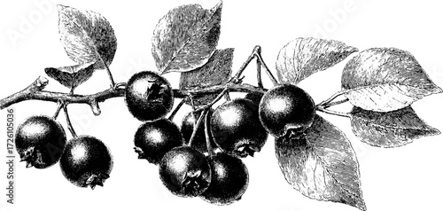 Vintage hand drawn blueberry engraving for retro botanical prints and decor