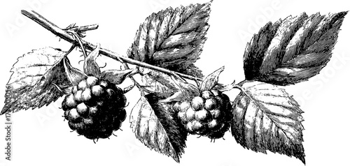 Vintage raspberry cluster illustration in engraving style for design