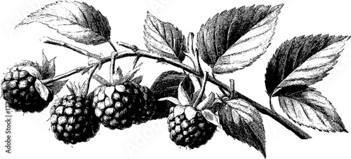 Vintage raspberry cluster sketch in engraving style for retro design projects