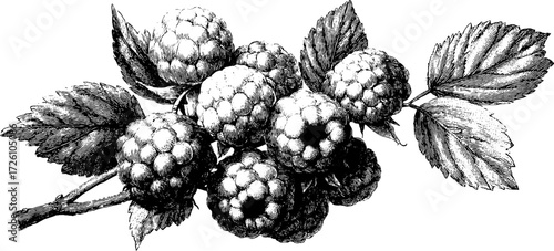 Vintage raspberry cluster in engraving style for design projects