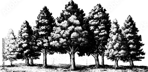 Engraved bonsai forest illustration - vintage hand-drawn tree silhouettes for art design