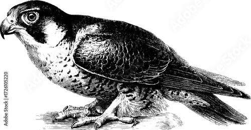 Etched depiction of hawk perched majestically - vintage bird of prey art for decor and design