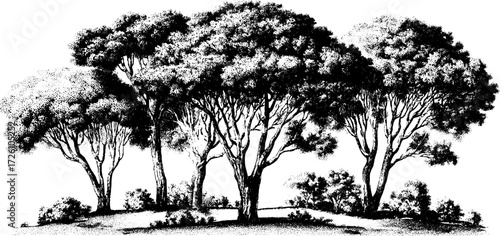 Vintage engraving of a tranquil bonsai forest scene for art and design