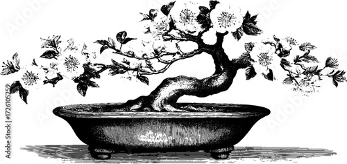 Vintage engraving style bonsai tree with blossoms for retro design