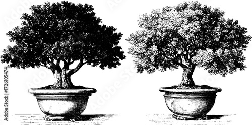 Vintage engraving style of bonsai pine trees in pots