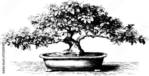 Vintage etching of bonsai fig tree – retro illustration for design