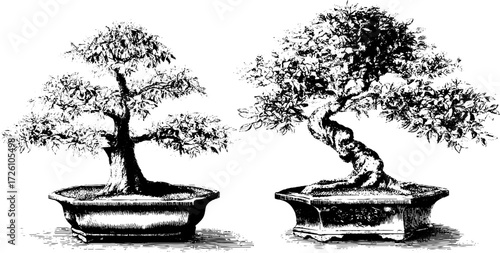 Vintage etched illustration of bonsai maple trees for design and decor