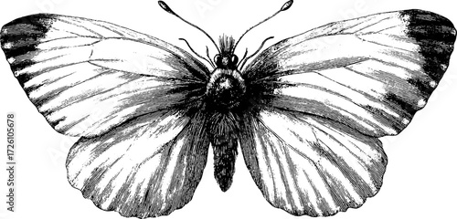 Vintage hand drawn engraving of butterfly and moth for retro design