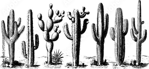 Vintage engraved depiction of various cactus varieties in hand drawn style for decor and design