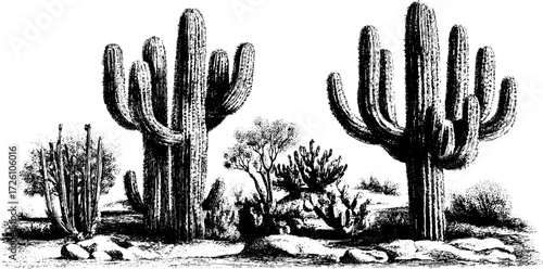 Vintage etched depiction of tall columnar cacti varieties in desert landscape