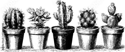Vintage etching of diverse flowering cacti varieties - perfect for botanical design and posters