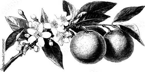 Vintage etching style drawing of citrus fruits with orange blossoms for retro design