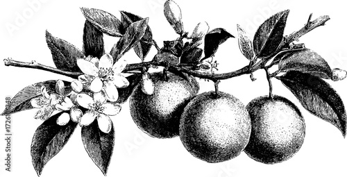 Vintage etching style drawing of citrus fruits and blossoms for retro design