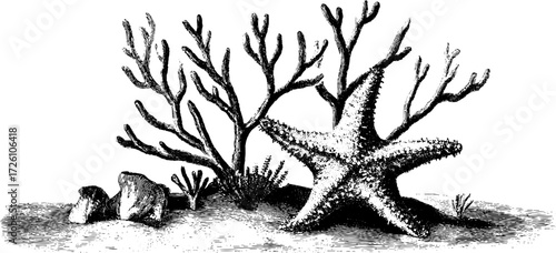 Intricate hand drawn coral reef scene featuring a starfish for nautical design