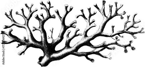 Vintage engraved coral branch illustration for marine life design