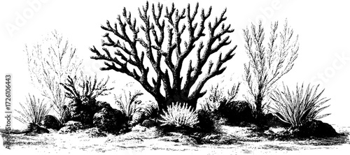 Intricate vintage etching of coral reef life with sponges for marine themed design and decor