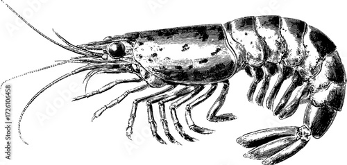 Vintage engraving style of curved shrimp for retro design and decoration