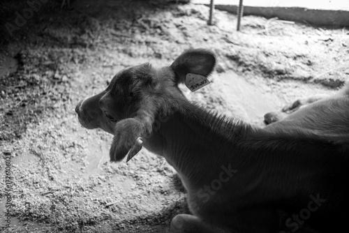 Beef cattle for children's consumption